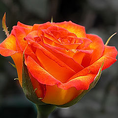 фото "Последняя роза лета"