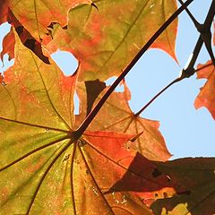 фото "Umbrellas"