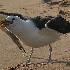 фото "Seagull with the food"