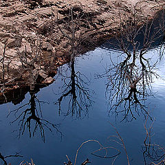 photo "Reflections"