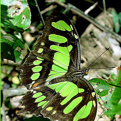 фото "Green butterfly"