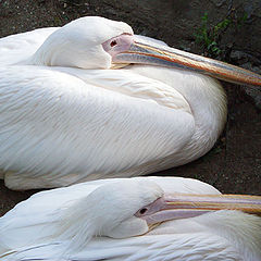 photo "Pelicans"