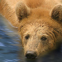 фото "Morning bath"