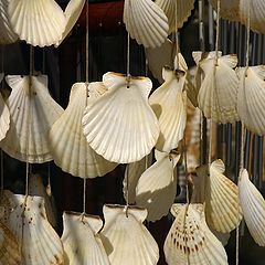 фото "jewellery shells II"