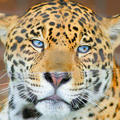 photo "blue eyed jaguar"