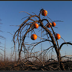 photo "Tundra. Orange Paradise"