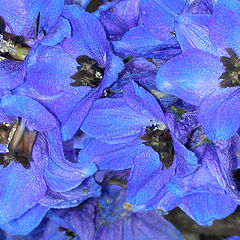 photo "Blue flower"