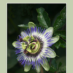 photo "Passiflor Caerulea"