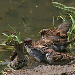 photo "Bathers"