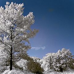 photo "the tree"