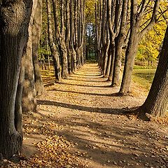 photo "Linden alley"