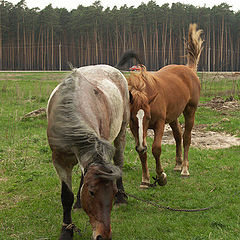 photo "horses"