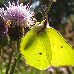 photo "Gonepteryx rhamni"