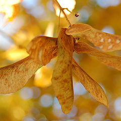 photo "Autumn"