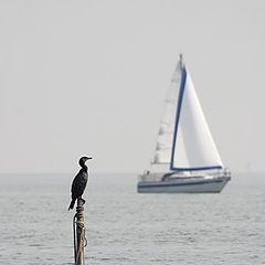 photo "Black bird, white sail."