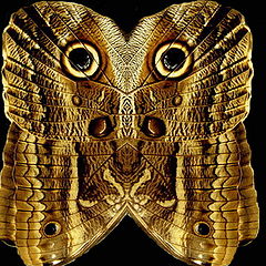 photo "Owl or Butterfly?"