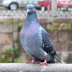 photo "Pigeon"