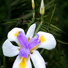 фото "Louisiana Iris"