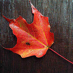 photo "One red leaf"