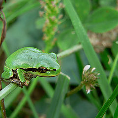 photo "Waiting ...."