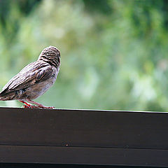 photo "The unknown sparrow"