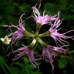 photo "The flower comes from Polar Urals Mountains"