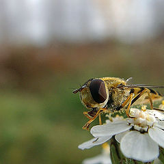 photo "Macro Fun"