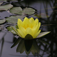 photo "Gold lily."