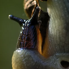 photo "Slug field"