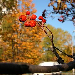 photo "Mountain ash"