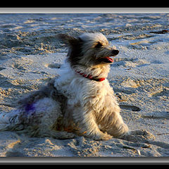 фото "Windy day"