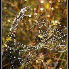 photo "Laces"