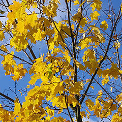 photo "Golden autumn"