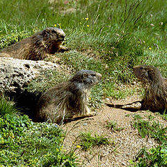 photo "Three marmots"