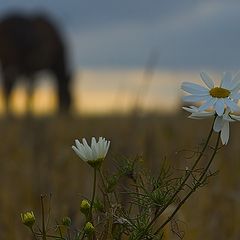 фото "Ромашки"