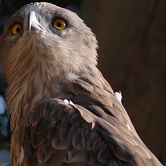 photo "An arrogant bird"