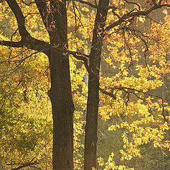 photo "Autumn in Moscow No. 2"