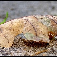 photo "autumn is here"