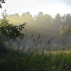 photo "Natural solarium"