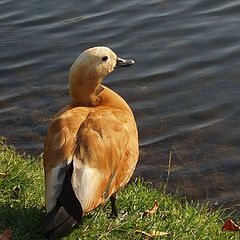 photo "Feathered friend"