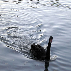 photo "Black swan"