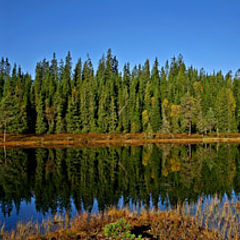 фото "Fall mood in my forest"