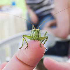 photo "Unexpected guest"