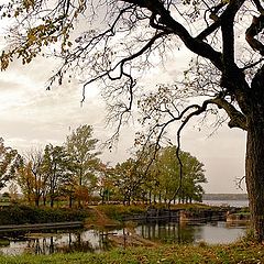 фото "Осеннее дерево. Каналы Шлиссельбурга"