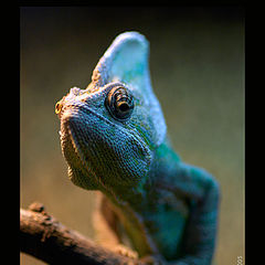 photo "Yemenite Chameleon"