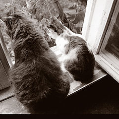 photo "My cats, Vasilisa and Dzhuljetta in a window..."