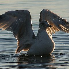 photo "SEaGull again"