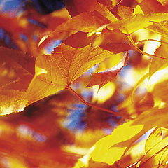 фото "Color of Fall"