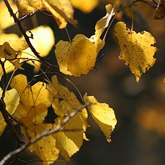 photo "Gold autumn"