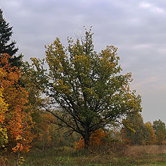 фото "Селецкая осень."